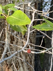 Aceria parapopuli