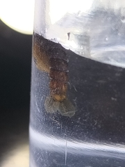 Toxorhynchites speciosus