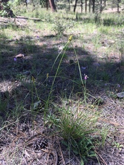 Cyperus fendlerianus