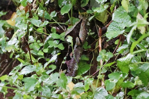Rhinoceros Viper