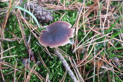 Macrocystidia cucumis