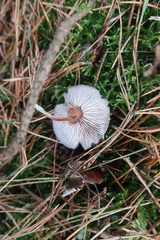 Macrocystidia cucumis
