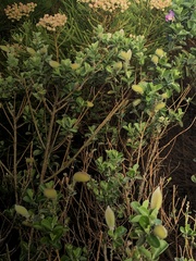 Podalyria calyptrata