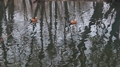 Tadorna ferruginea