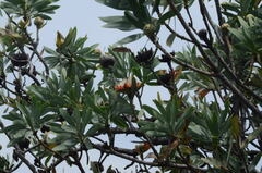 Protea caffra caffra