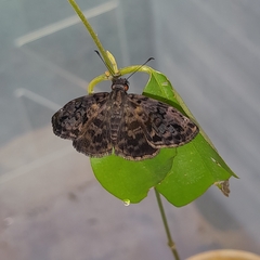 Gorgythion begga begga