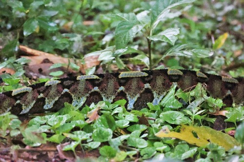 Rhinoceros Viper
