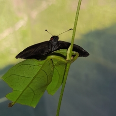 Gorgythion begga begga