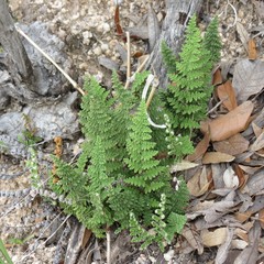 Myriopteris wootonii