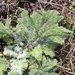 Salvia aethiopis