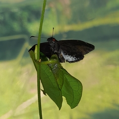 Gorgythion begga begga