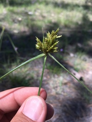 Cyperus fendlerianus