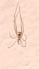 Leucauge volupis
