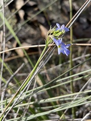Lobelia comosa