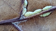 Macrodiplosis qoruca