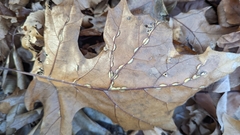 Macrodiplosis qoruca