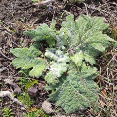 Salvia aethiopis