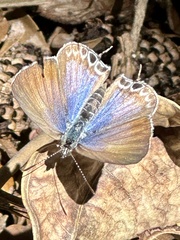 Theclinesthes miskini