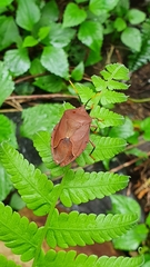 Stilida indecora