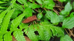 Stilida indecora