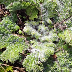 Salvia aethiopis