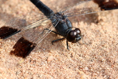 Brachythemis leucosticta