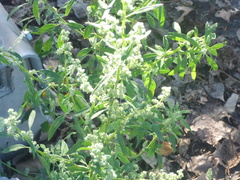 Chenopodium ficifolium