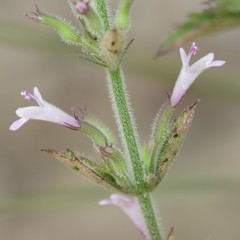 Hedeoma dentata