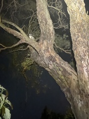 Trichosurus vulpecula