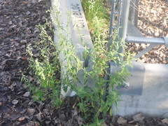 Chenopodium ficifolium