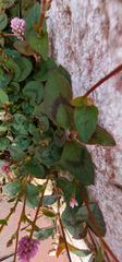 Persicaria capitata