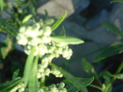 Chenopodium ficifolium