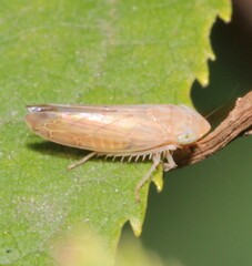 Synophropsis lauri