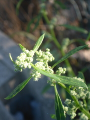 Chenopodium ficifolium