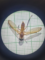 Ptecticus testaceus