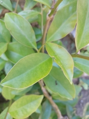Ficus microcarpa