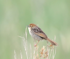 Cisticola tinniens