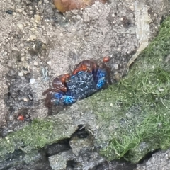 Parasesarma