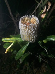 Banksia serrata