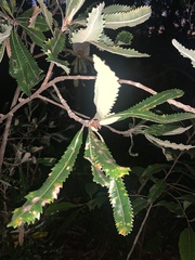 Banksia serrata