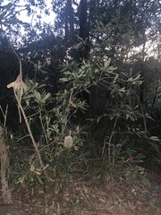 Banksia serrata
