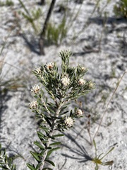 Phylica ericoides