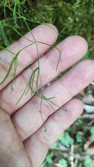 Moehringia muscosa