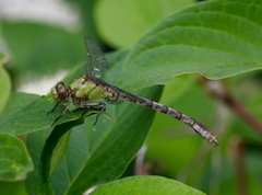 Ophiogomphus rupinsulensis