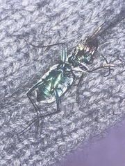 Cicindela formosa