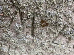 Melanelixia subaurifera