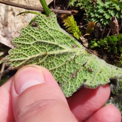 Salvia aethiopis