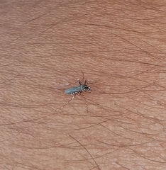 Aedes aegypti