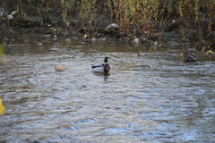 Anas platyrhynchos platyrhynchos