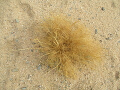 Sporobolus nebulosus